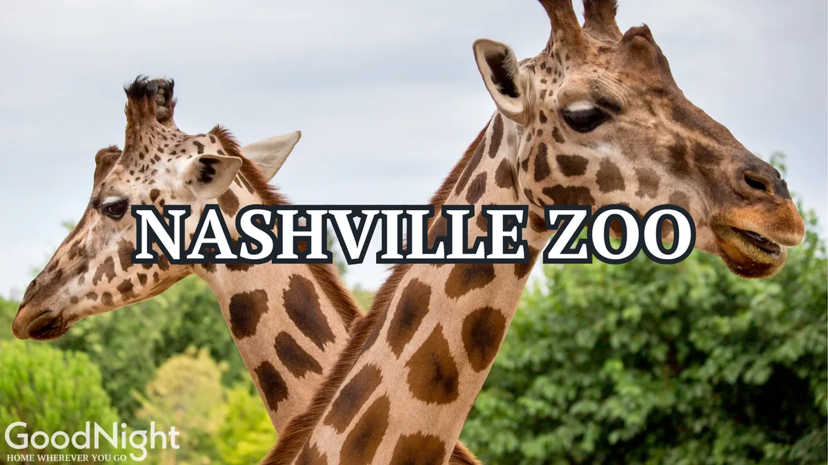 A pair of giraffes amidst green foliage at the Nashville Zoo, highlighting the joy and excitement of close animal encounters. The image radiates a cheerful, inviting mood for families and groups seeking memorable outings.